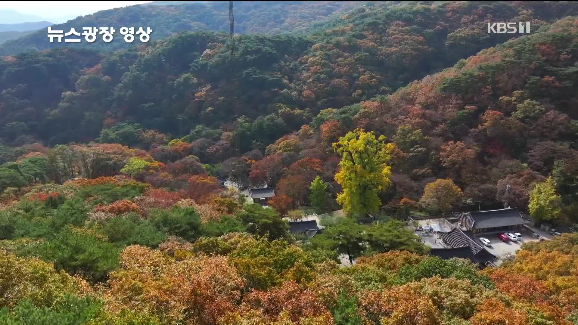 [뉴스광장 영상] 용문사 은행나무