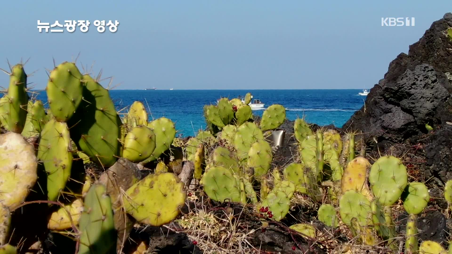 [뉴스광장 영상] 월령리 선인장 군락