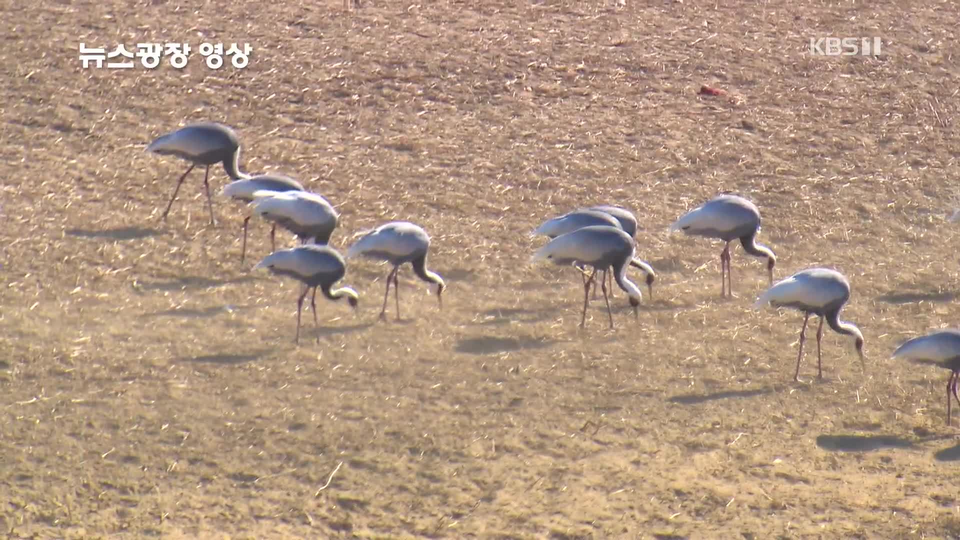 [뉴스광장 영상] 재두루미