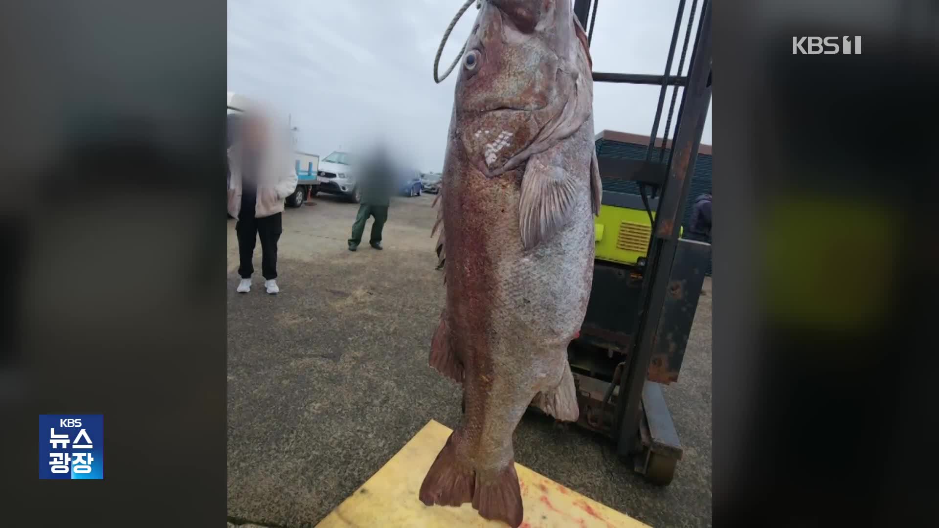 “그때 손맛이”…낚싯줄로 잡은 역대급 크기 돗돔 화제