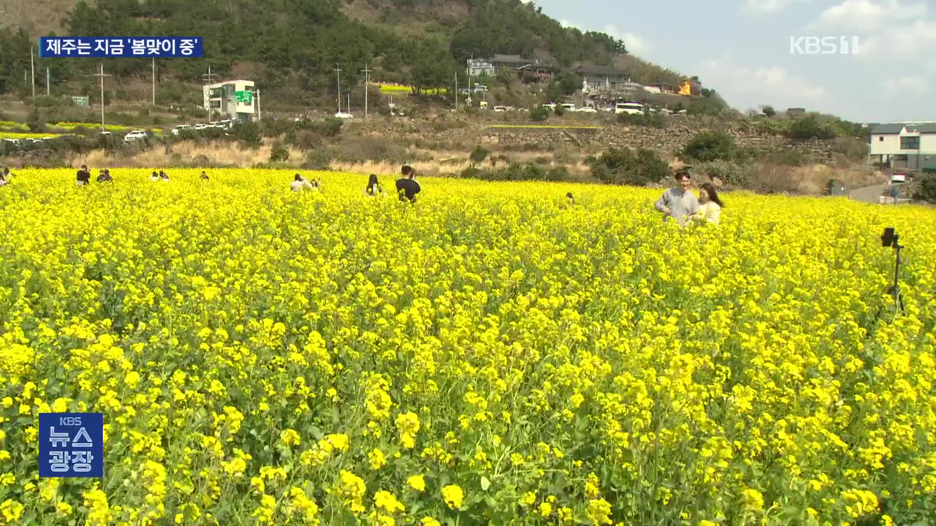 “잘 가! 꽃샘추위”…제주는 지금 ‘봄맞이 중’