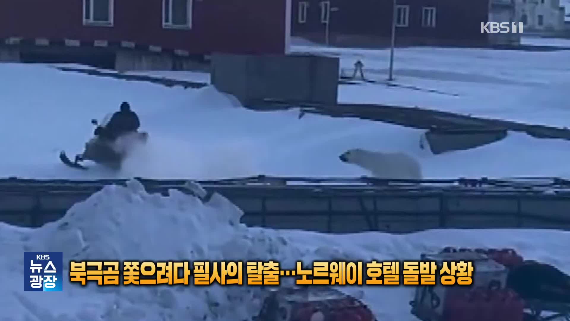 북극곰 쫓으려다 필사의 탈출…노르웨이 호텔 돌발 상황 