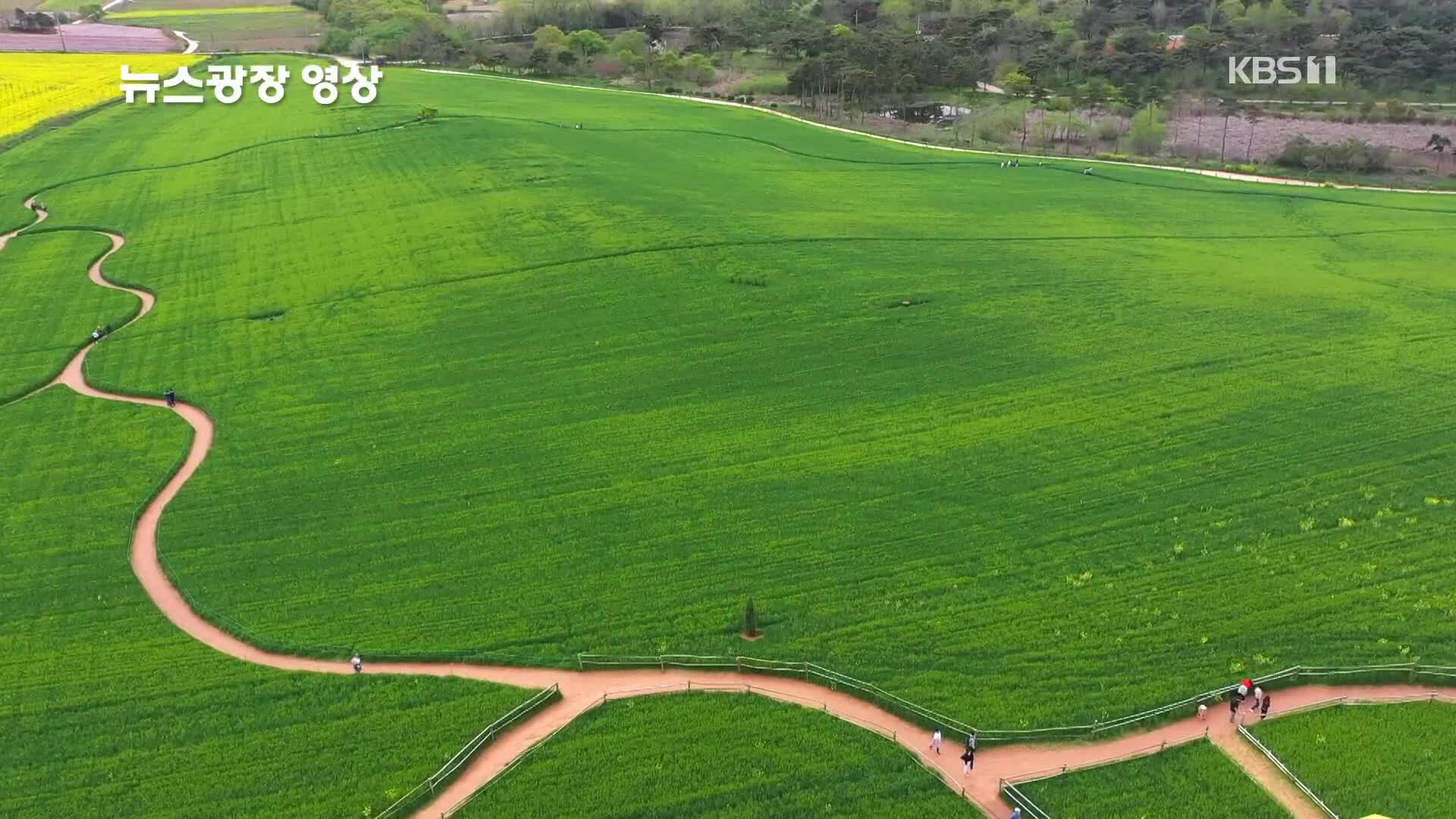 [뉴스광장 영상] 청보리의 향연