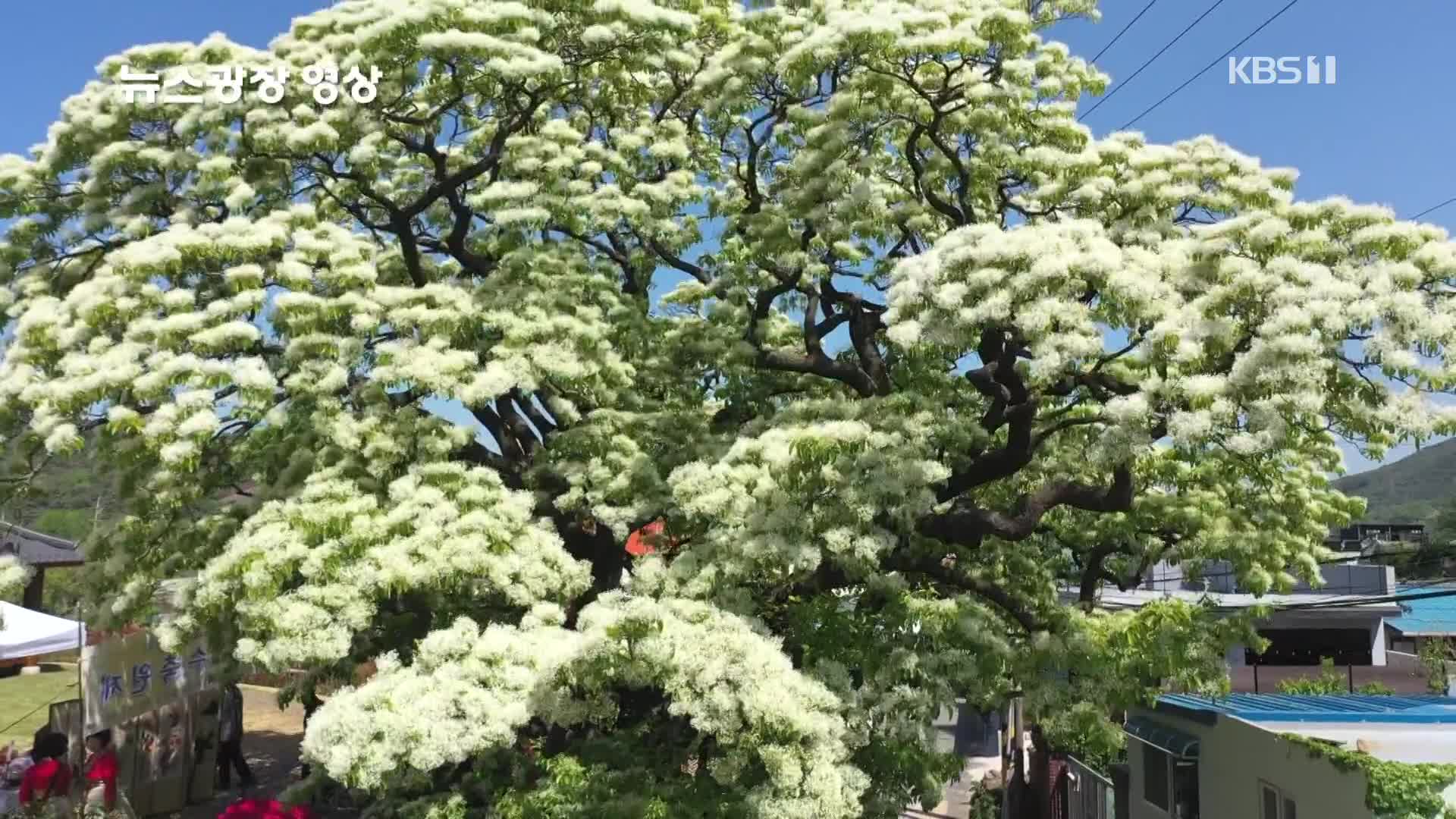 [뉴스광장 영상] 이팝나무