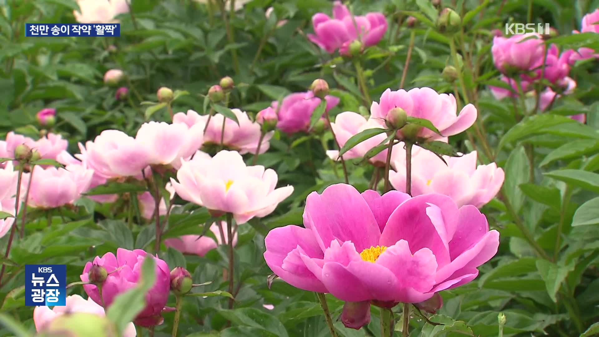 폐광지 주민이 가꾼 천만송이 작약…강원 꽃 축제 향연