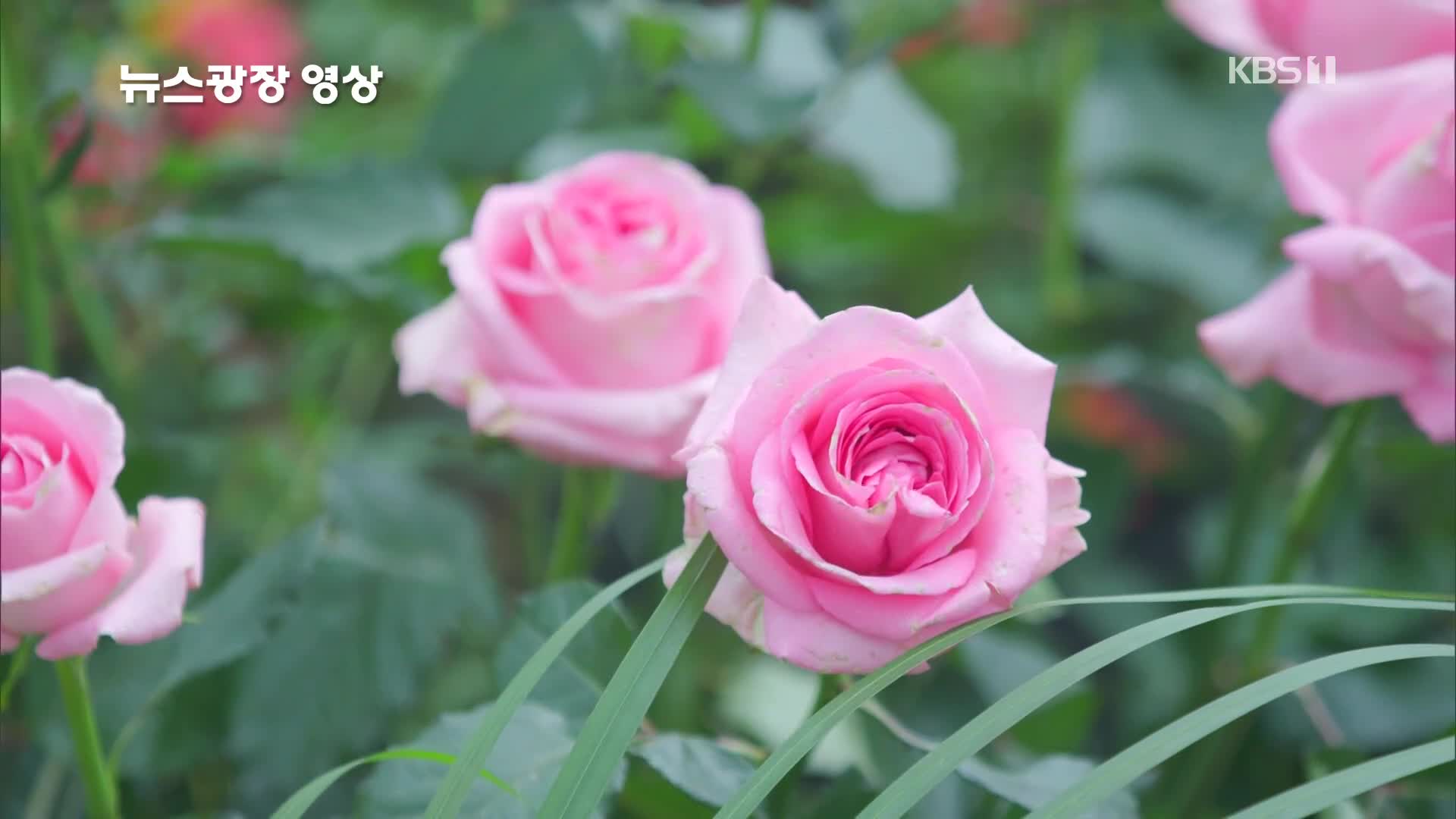 [뉴스광장 영상] 2025 서울국제정원박람회