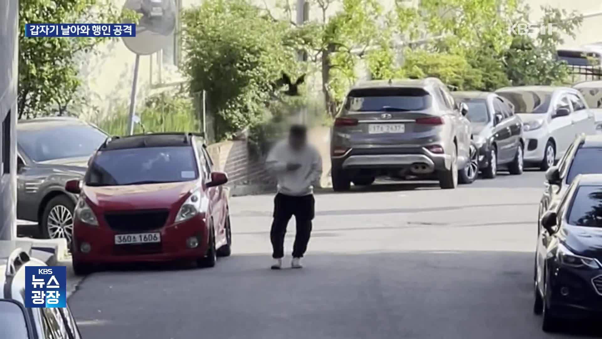 “어디선가 나타나 머리를”…무차별 공격 ‘공포의 까마귀’