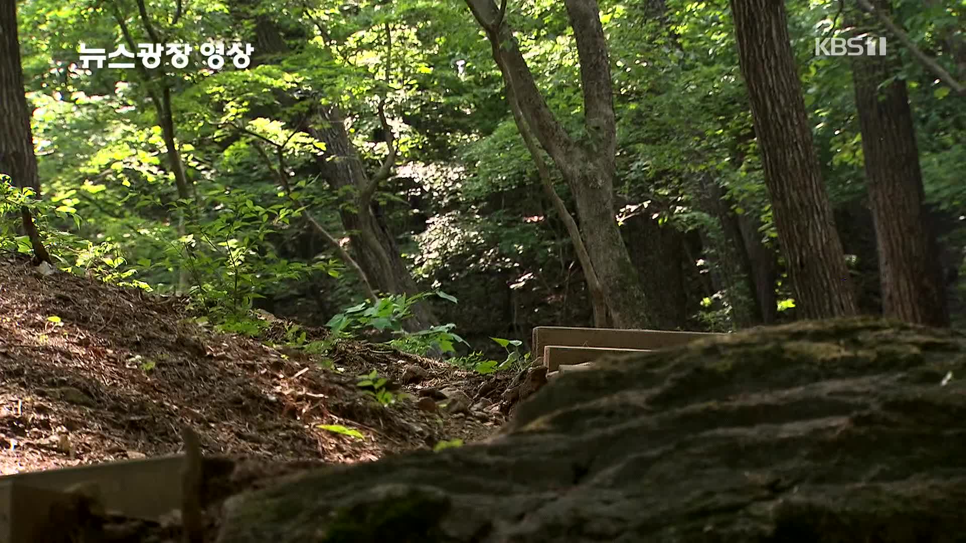 [뉴스광장 영상] 광릉 숲길