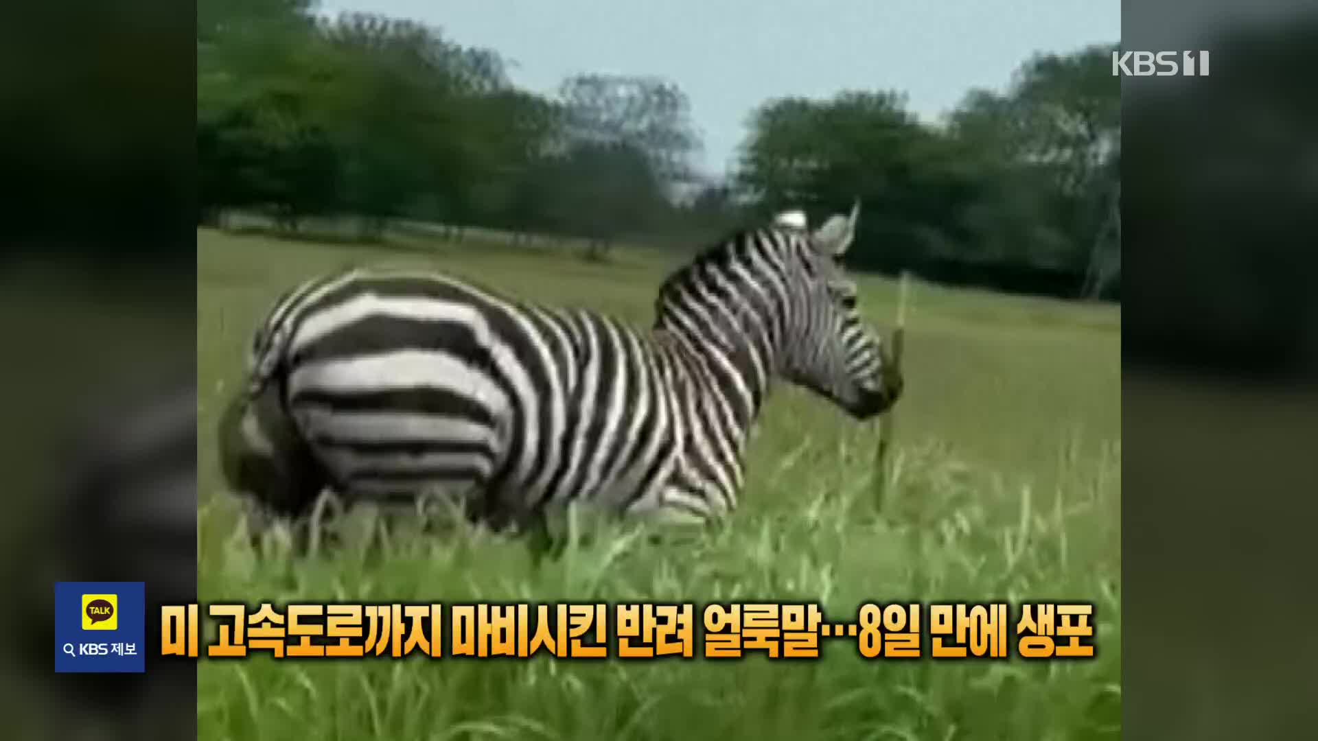 고속도로까지 마비시킨 반려 얼룩말…8일 만에 생포