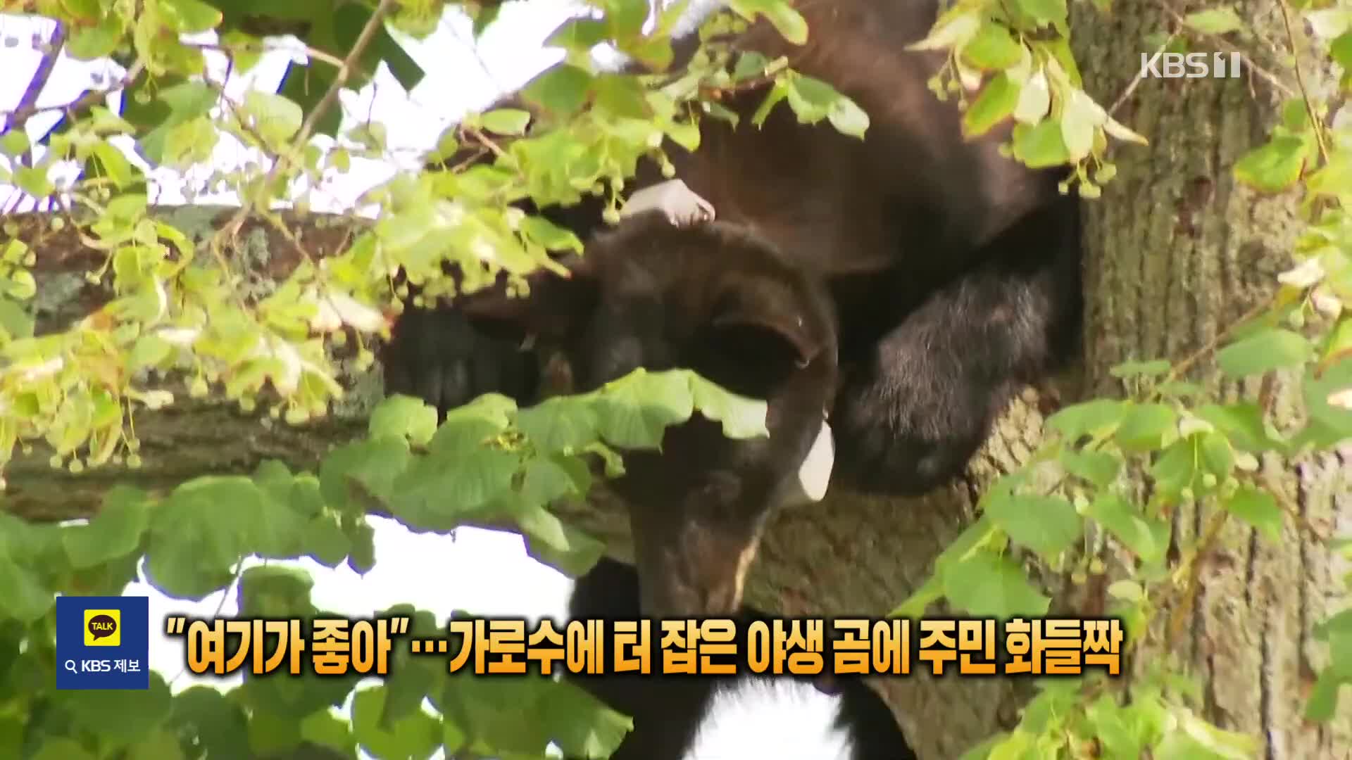 “여기가 좋아”…가로수에 터 잡은 야생 곰에 주민 화들짝