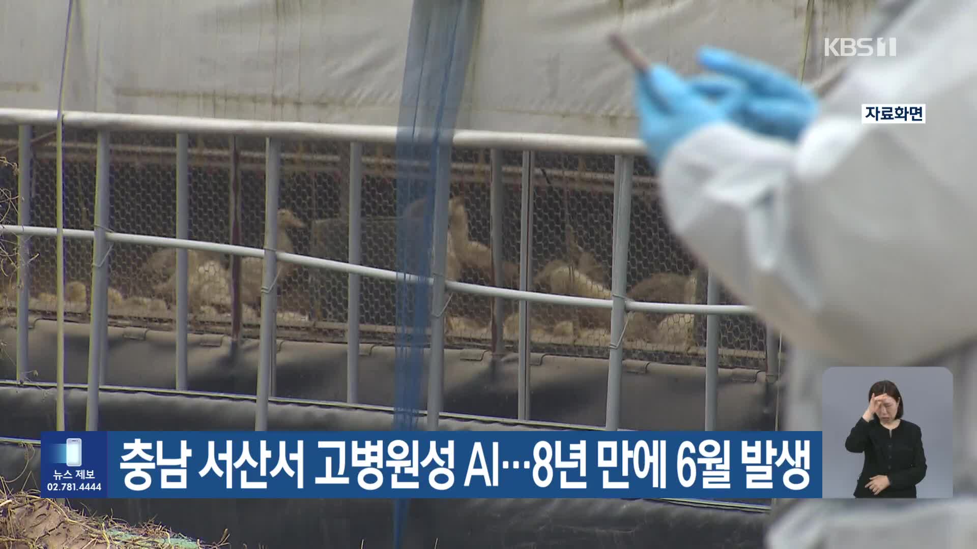 충남 서산서 고병원성 AI…8년 만에 6월 발생