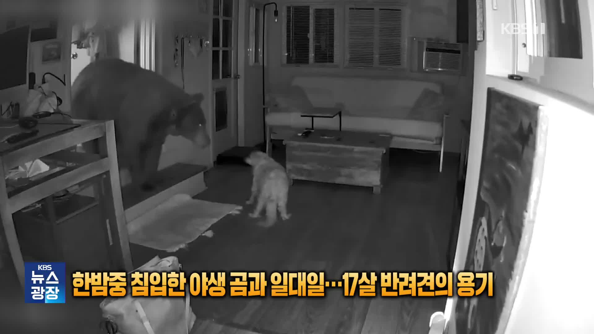 한밤중 침입한 야생 곰과 일대일…17살 노견의 용기