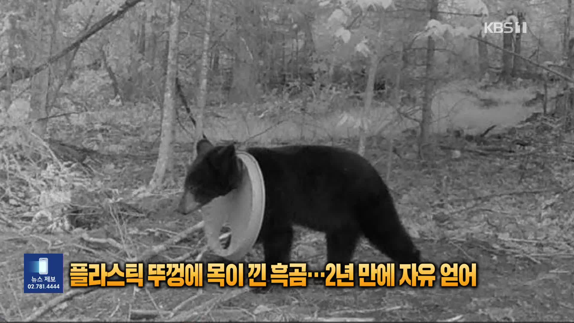 플라스틱 뚜껑에 목이 낀 흑곰…2년 만에 자유 얻어