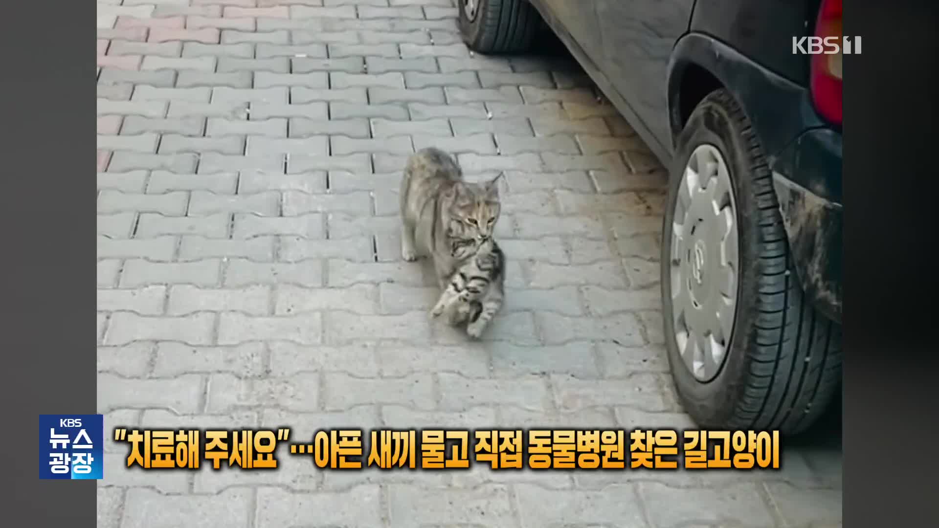 “치료해주세요”…아픈 새끼 물고 직접 동물병원 찾은 길고양이