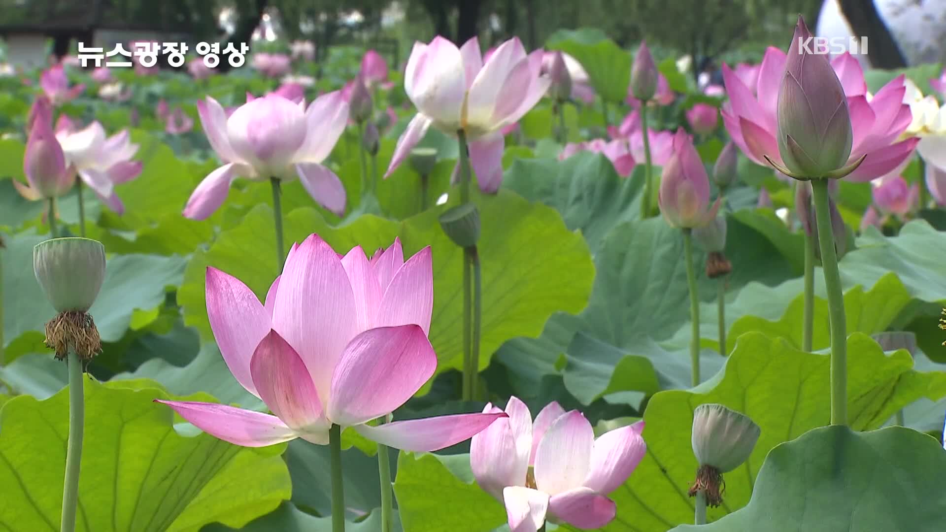 [뉴스광장 영상] 세미원