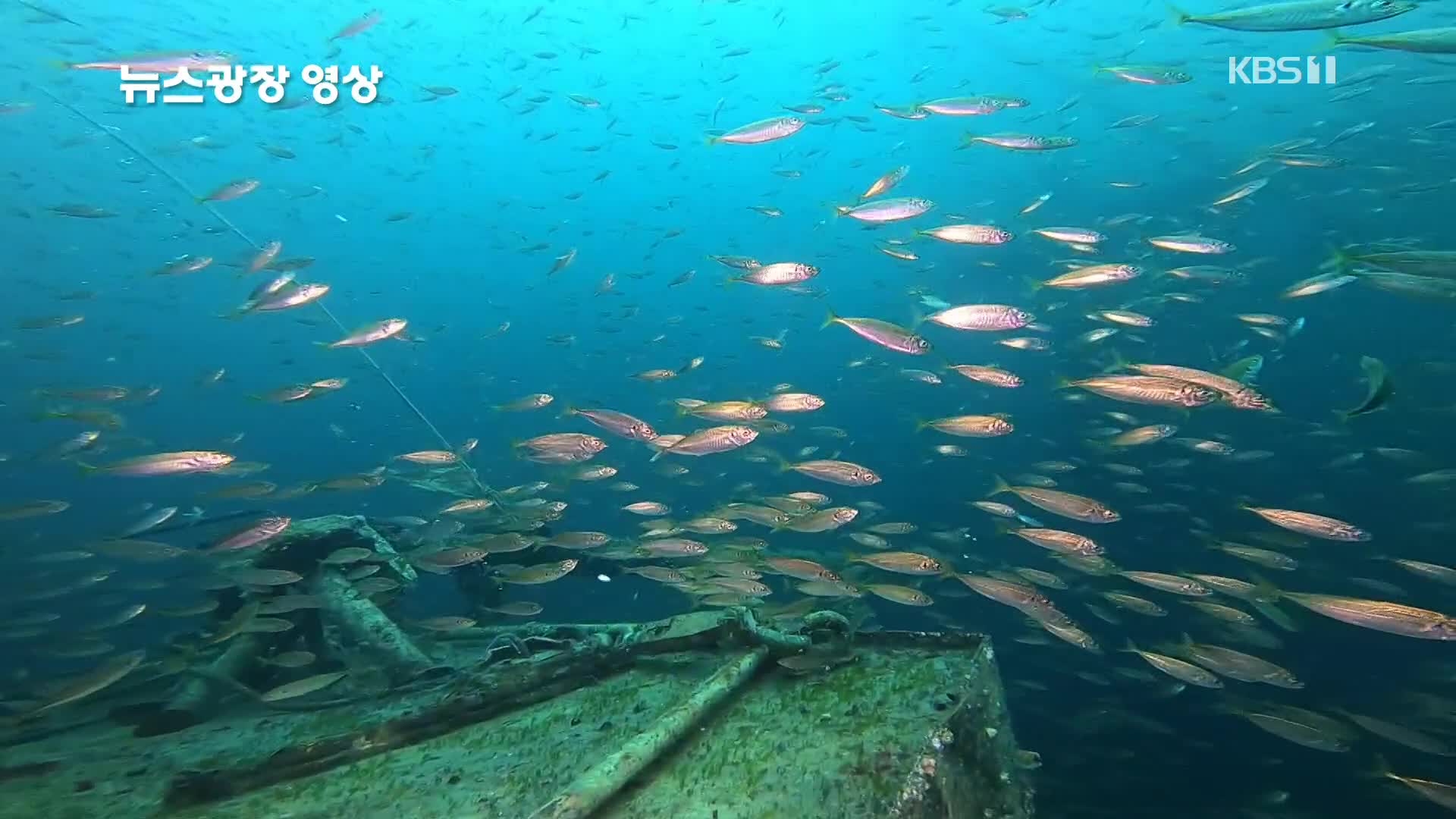 [뉴스광장 영상] 해중공원 인공어초