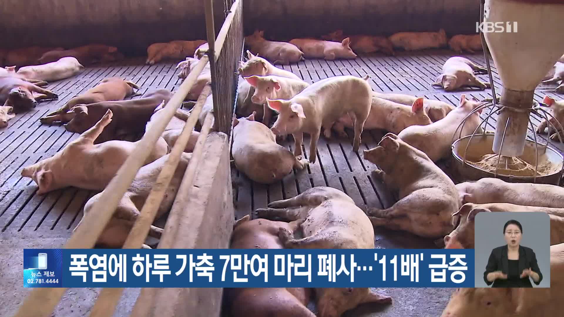 폭염에 하루 가축 7만여 마리 폐사…‘11배’ 급증