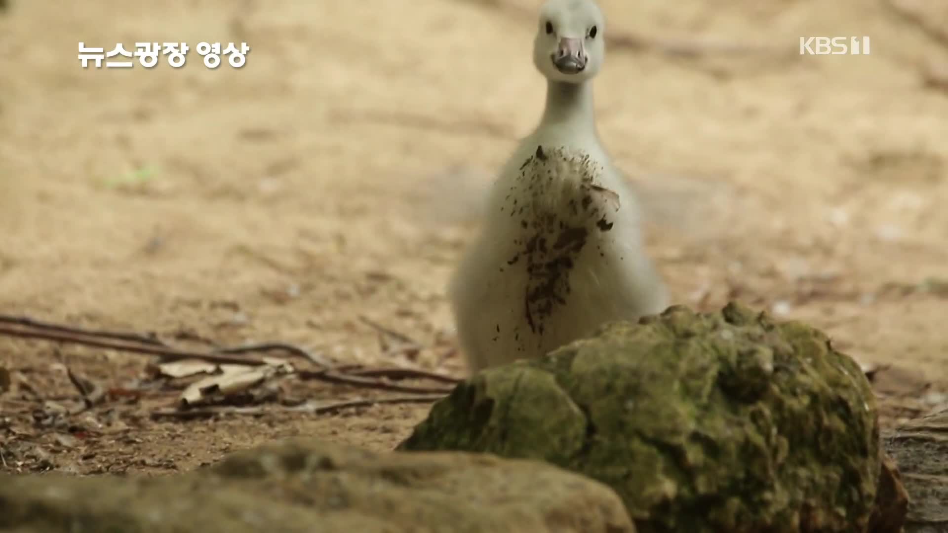 [뉴스광장 영상] 동물원에서 자연으로