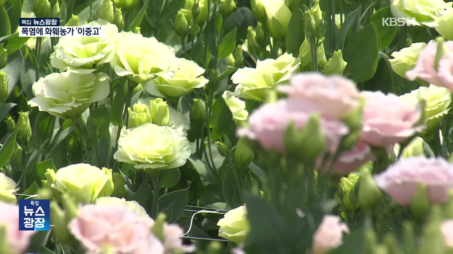 말라 죽고 일찍 피고…폭염에 화훼농가 이중고