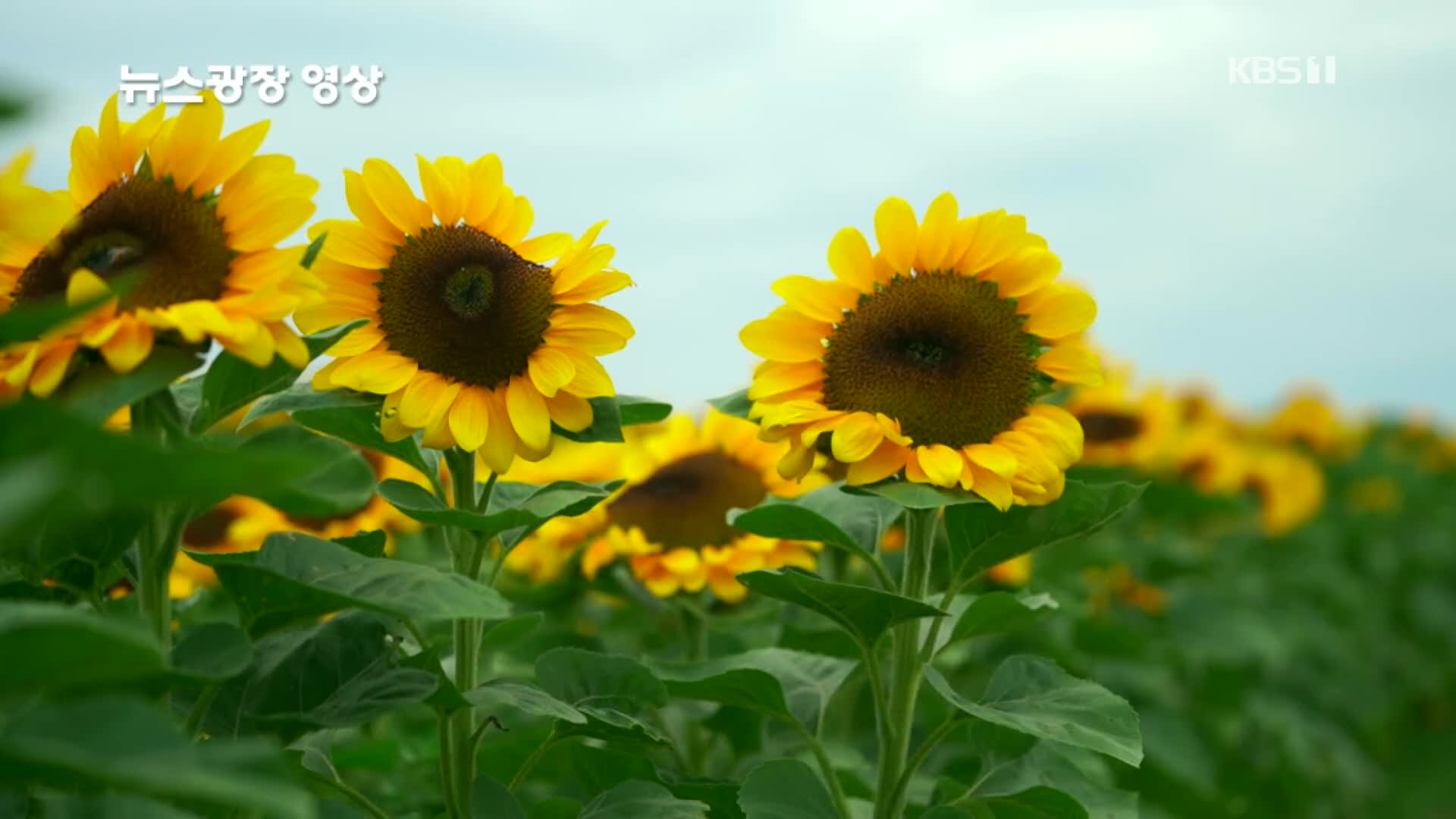 [뉴스광장 영상] 노랗게 물든 해바라기