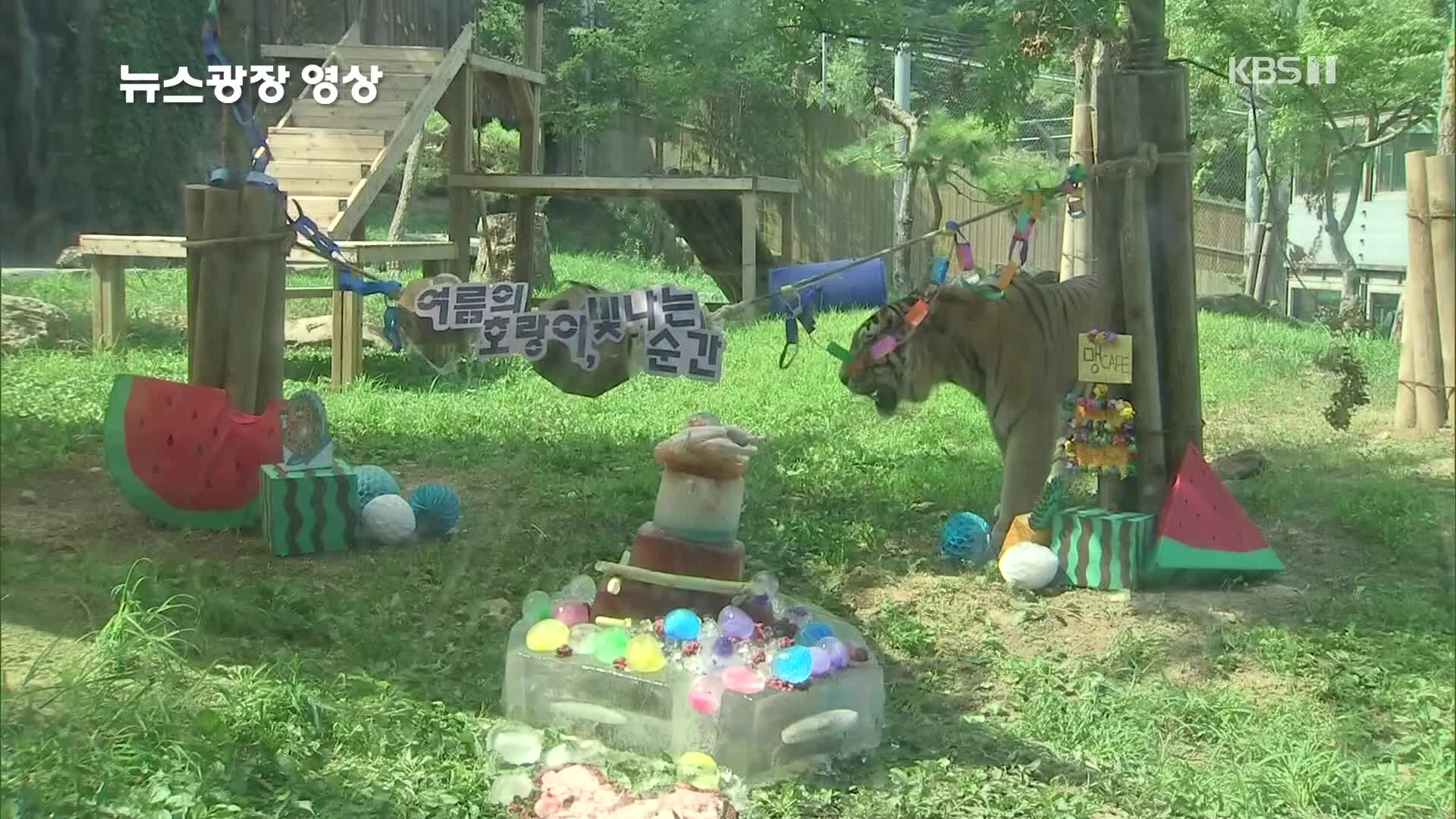 [뉴스광장 영상] 동물원의 여름 나기
