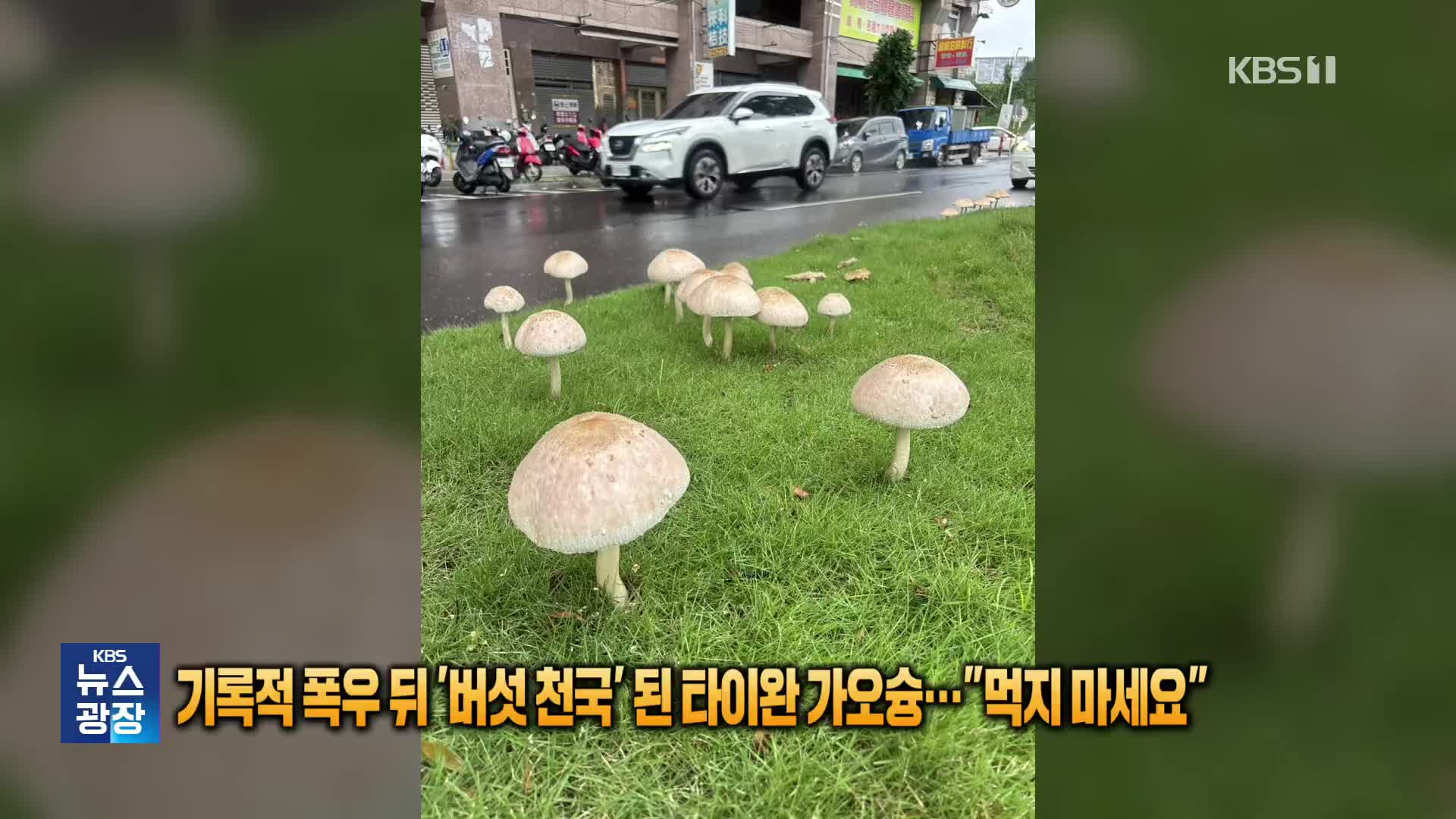 기록적 폭우 뒤 ‘버섯 천국’ 된 타이완 가오슝…“먹지 마세요”