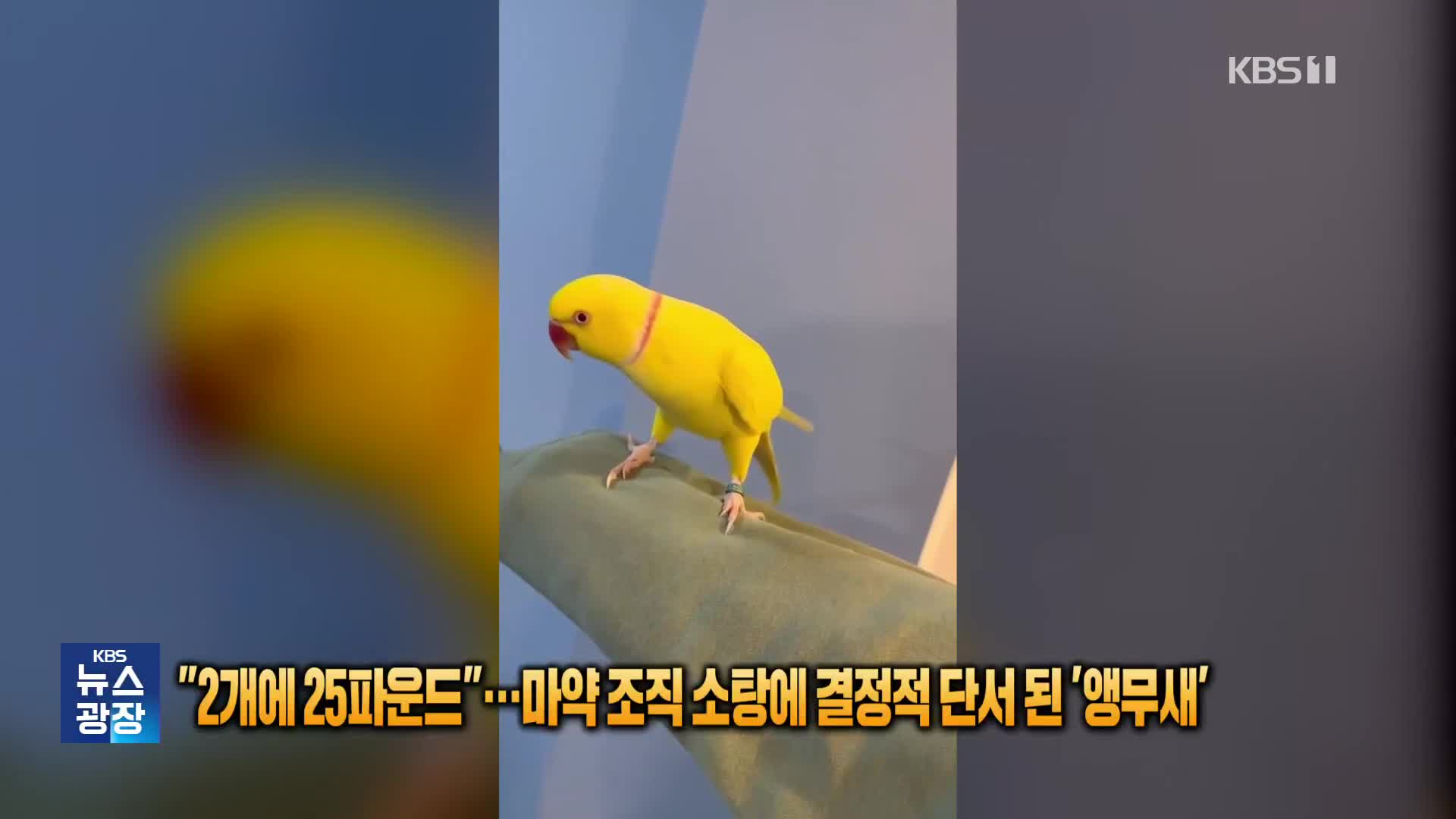 “2개에 25파운드”…마약조직 소탕에 결정적 단서 된 ‘앵무새’