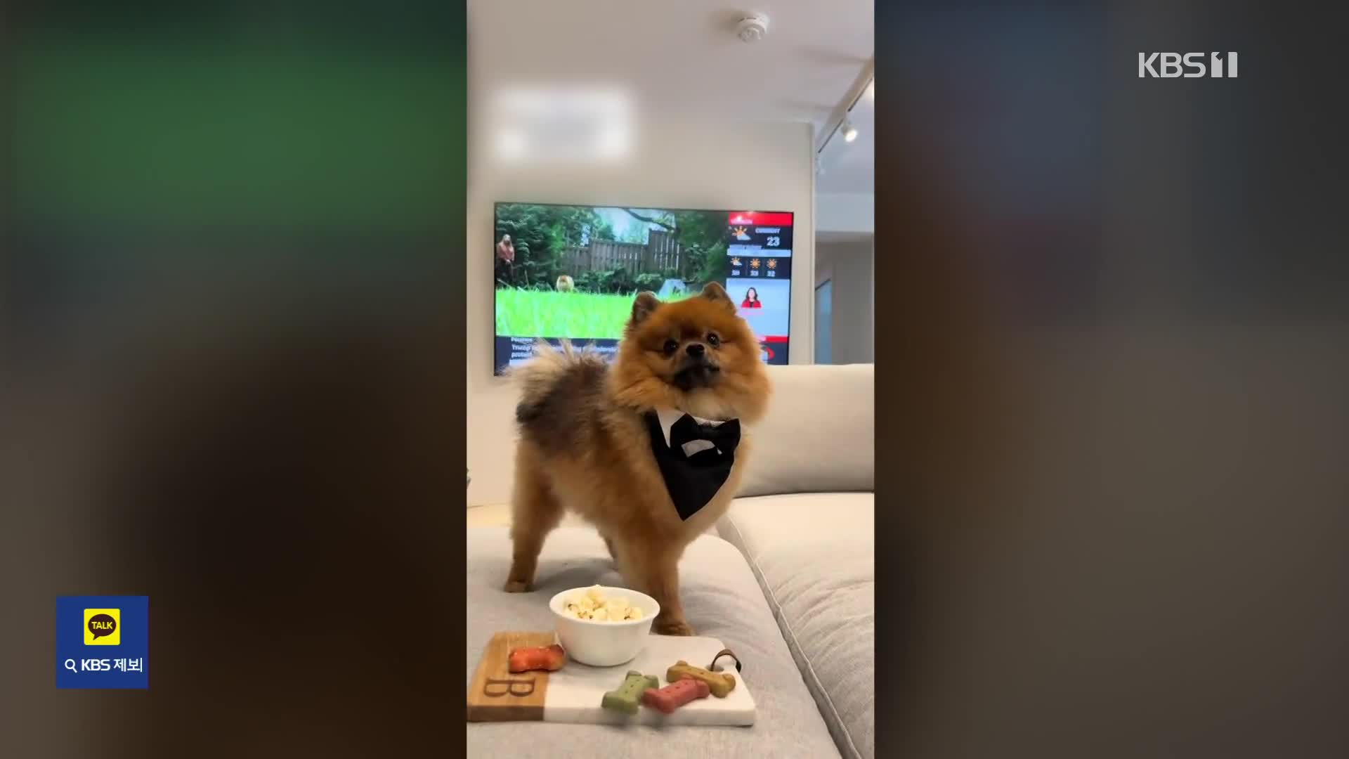“감히 어딜 들어와”…야생 곰 혼쭐낸 ‘용맹’ 포메라니안 [잇슈 SNS] 