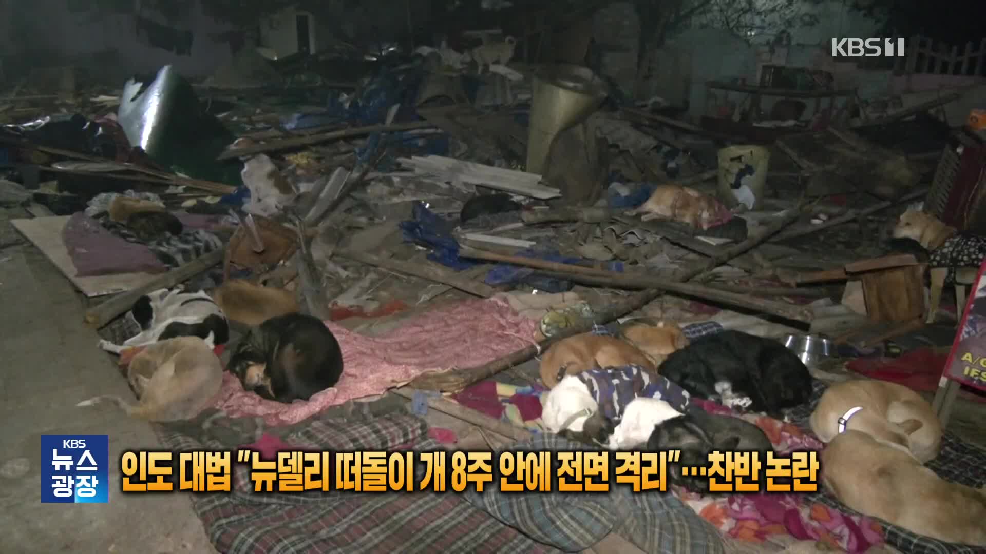 [잇슈 SNS] 인도 대법 “뉴델리 떠돌이견 8주 안에 전면 격리”…찬반 논란