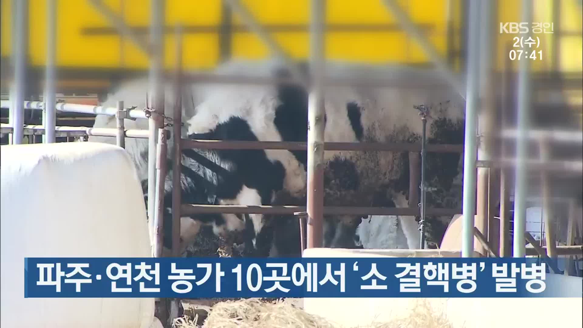 파주·연천 농가 10곳에서 ‘소 결핵병’ 발병