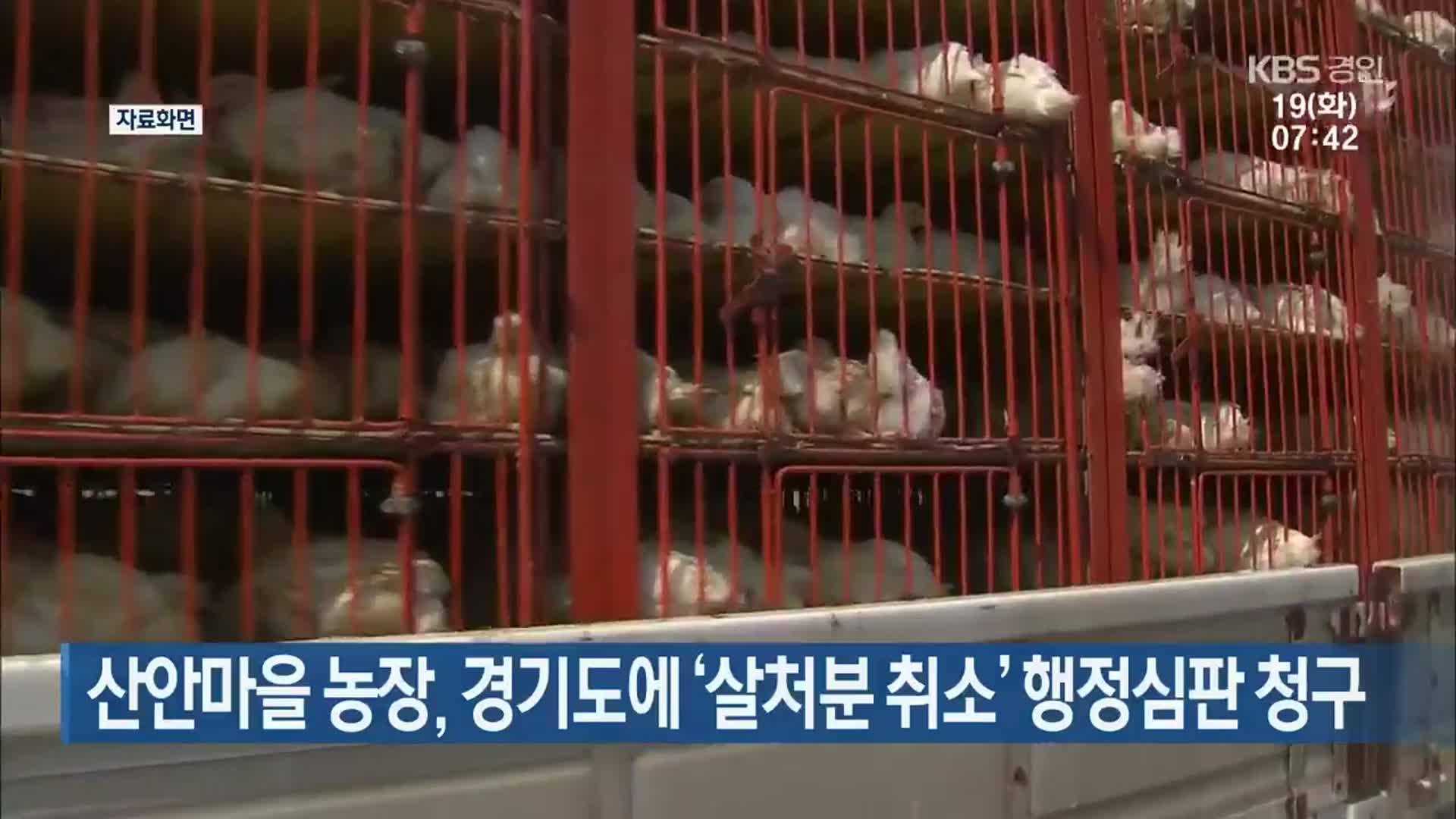 산안마을 농장, 경기도에 ‘살처분 취소’ 행정심판 청구