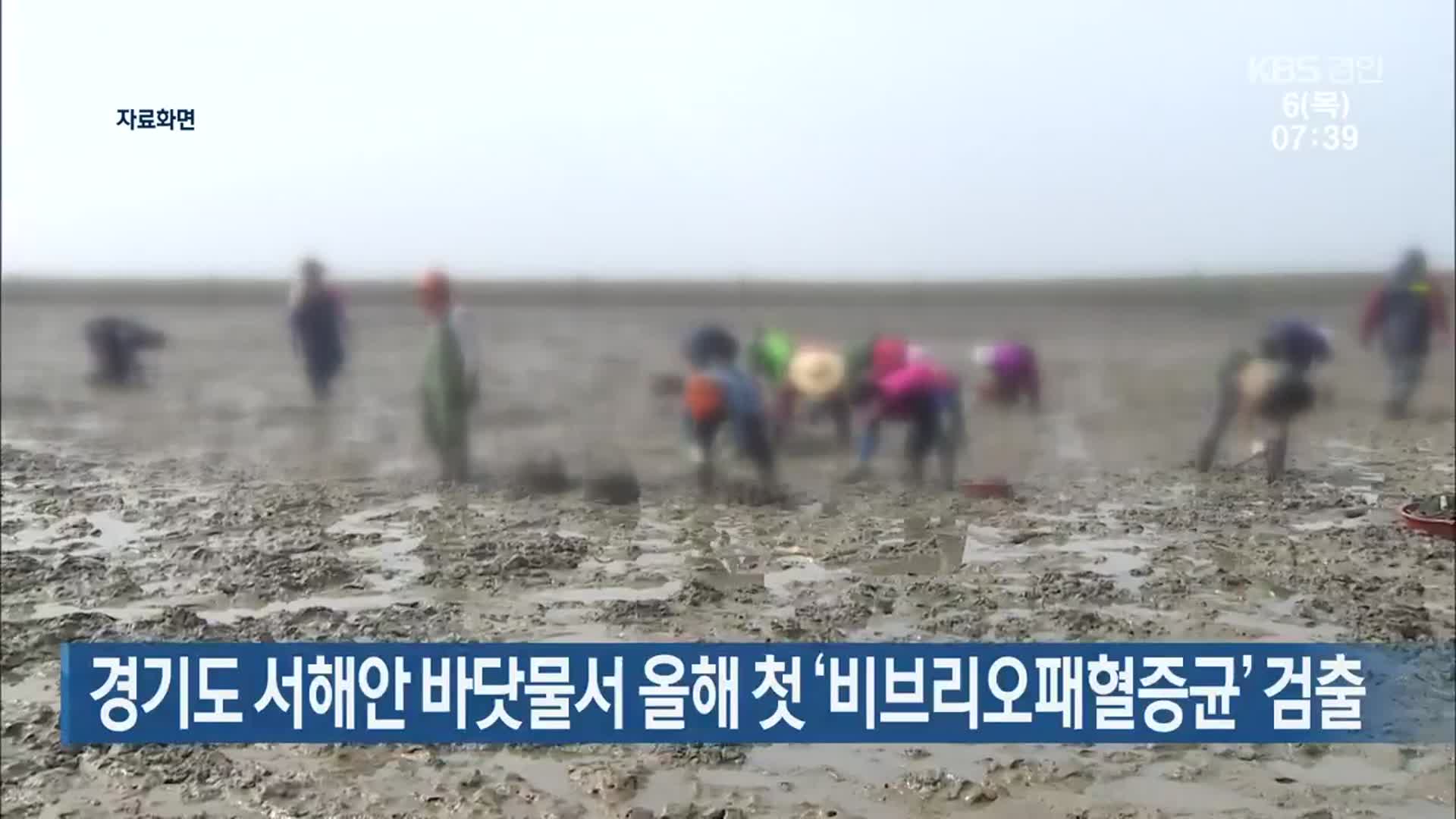 경기도 서해안 바닷물서 올해 첫 ‘비브리오패혈증균’ 검출
