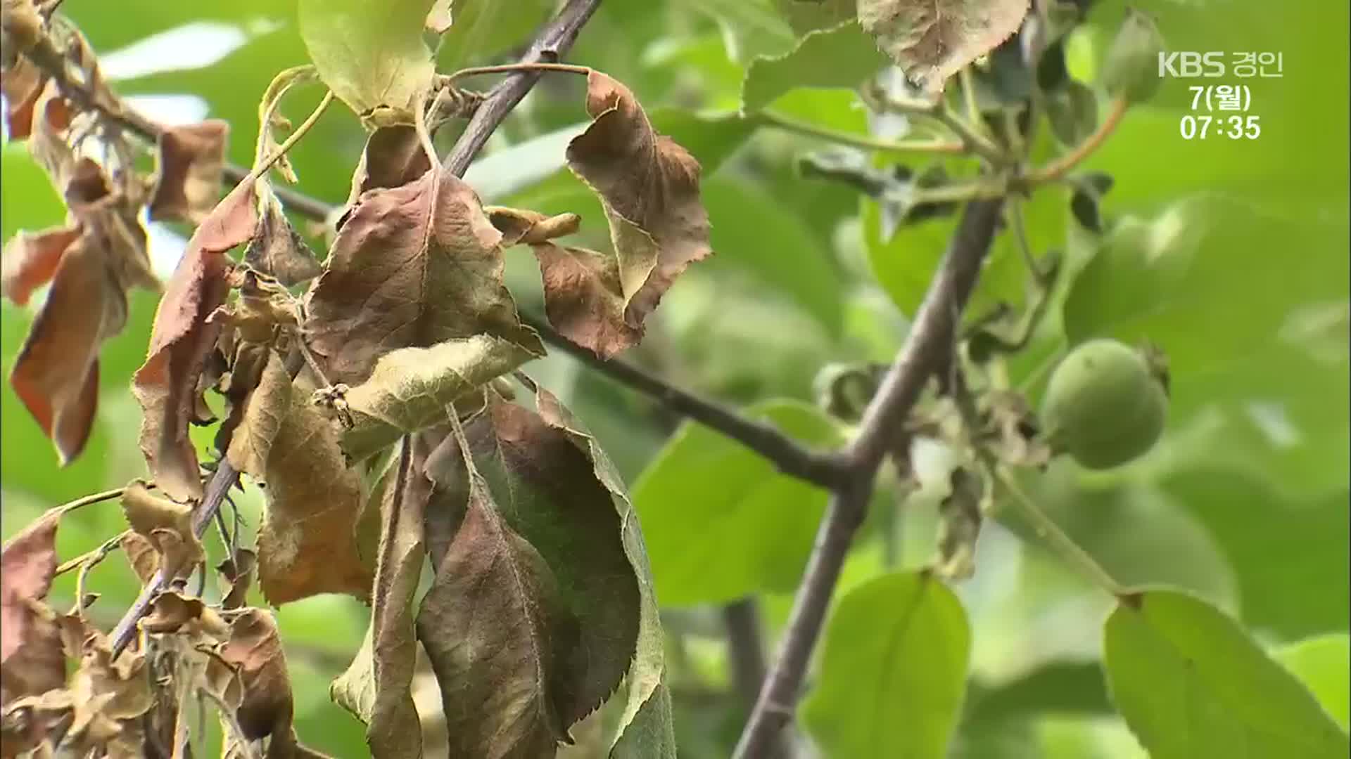 기온 오르며 과수화상병 전국 확산…농가 비상