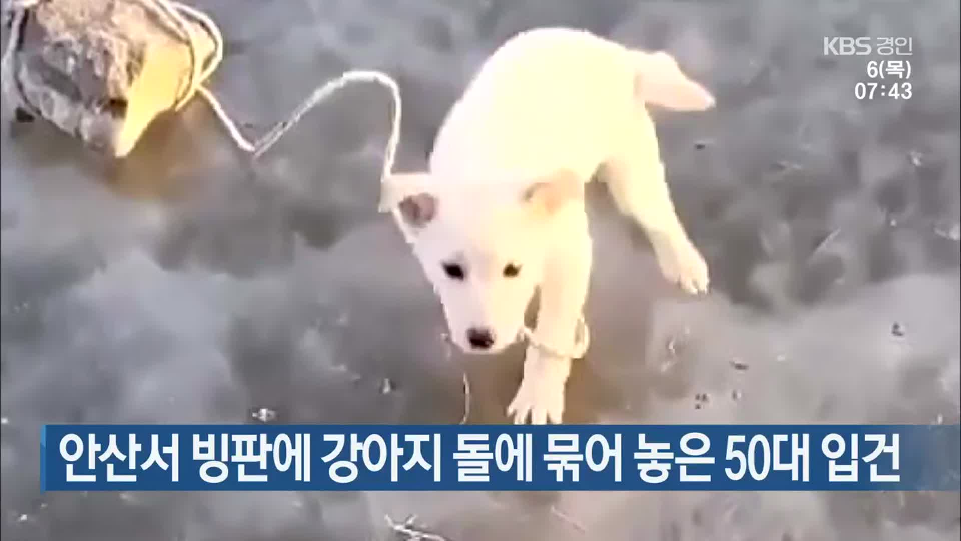 안산서 빙판 위 강아지 돌에 묶어 놓은 50대 입건