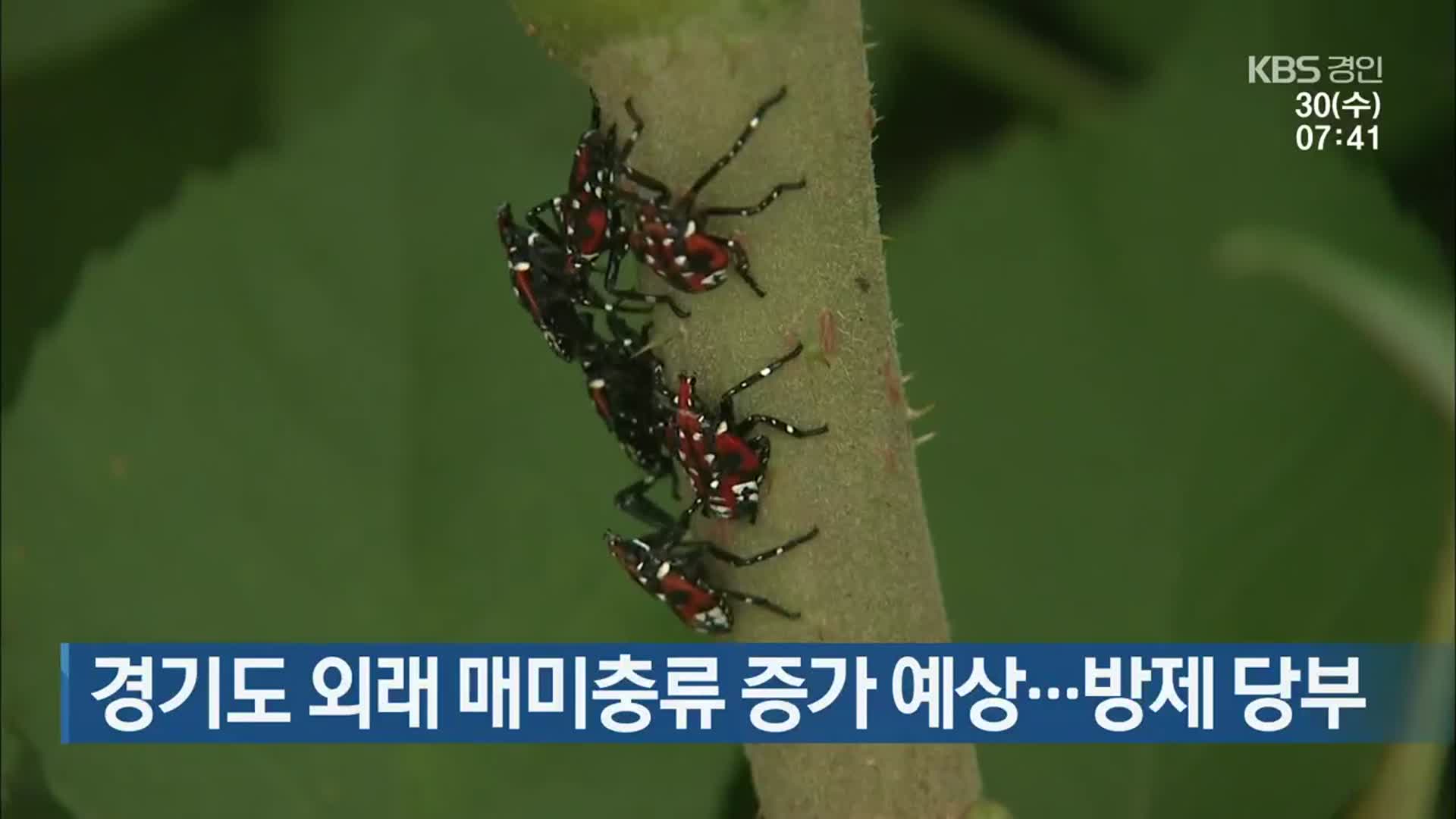 경기도 외래 매미충류 증가 예상…방제 당부