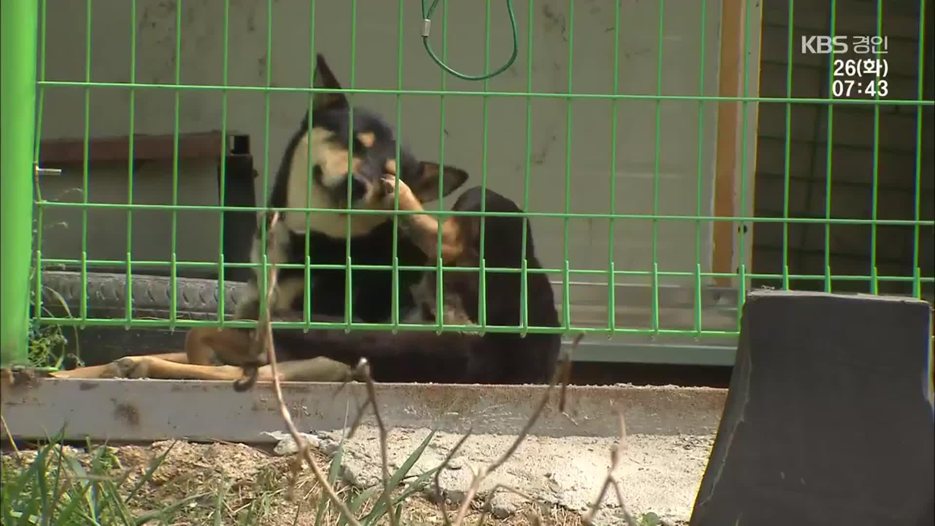 잇따르는 ‘개 물림’ 사고…사람도, 동물도 공포