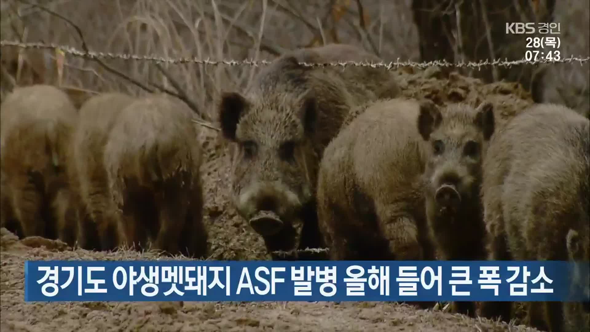 경기도 야생멧돼지 ASF 발병 올해 들어 큰 폭 감소