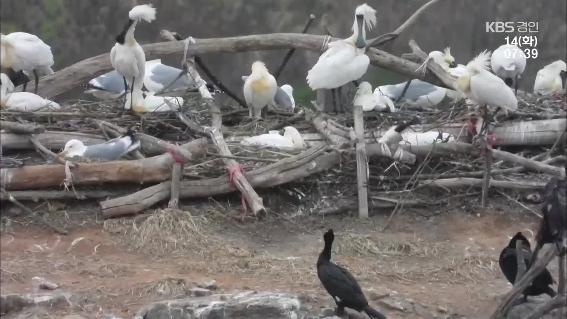 멸종위기 ‘저어새’ 도심 속 둥지…서식지보호운동 확산