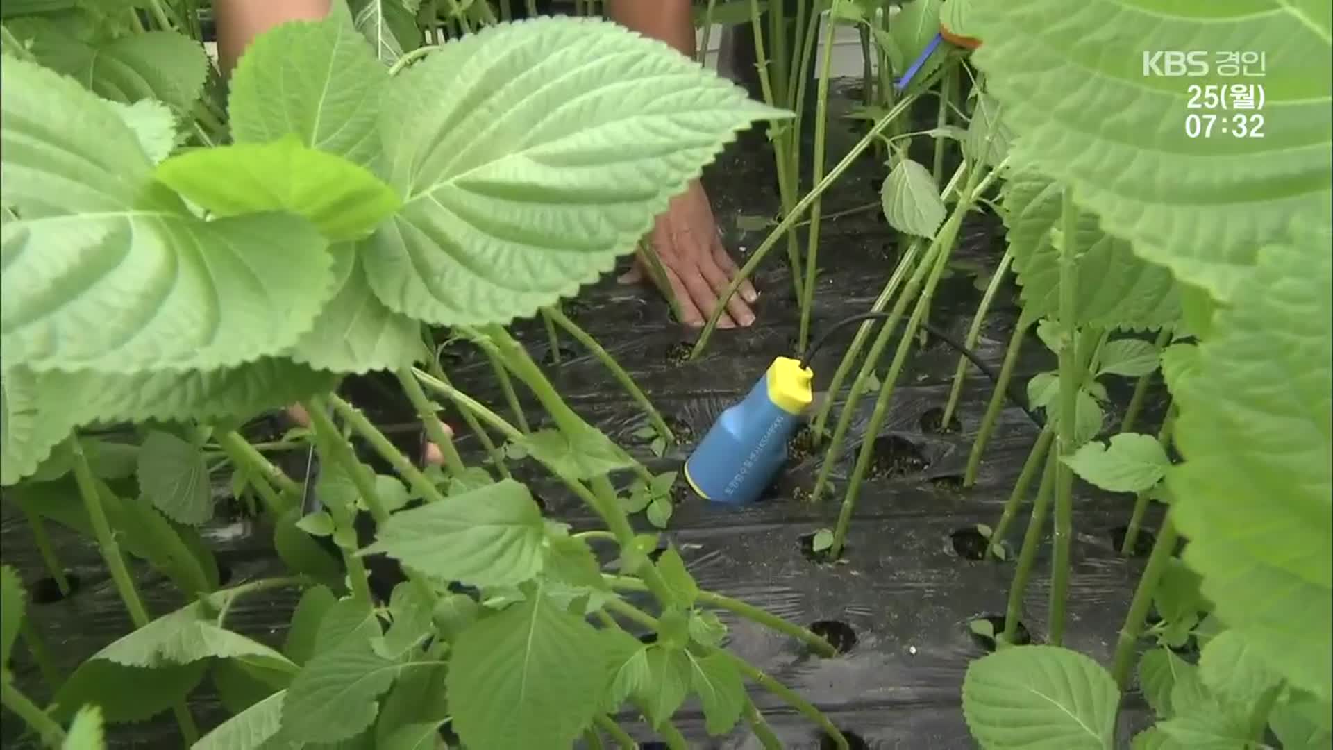 깻잎 AI기술 개발…아마존과 손잡고 농업혁신