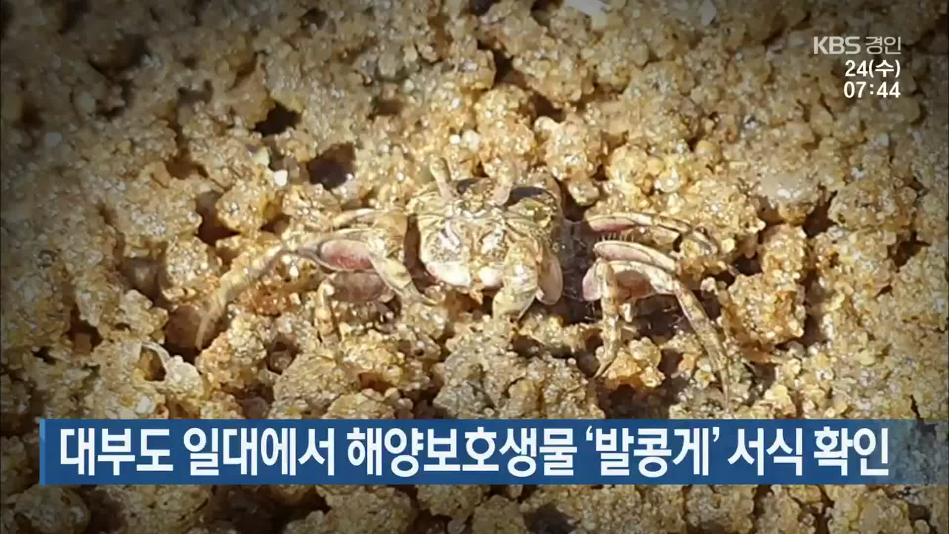 대부도 일대에서 해양보호생물 ‘발콩게’ 서식 확인