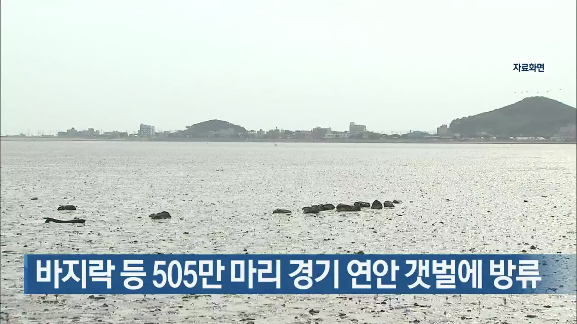 바지락 등 505만 마리 경기 연안 갯벌에 방류