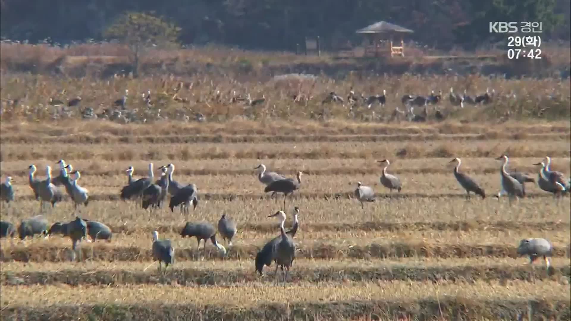 천연기념물 흑두루미 ‘3배 급증’…일본 AI 확산에 ‘역귀성’