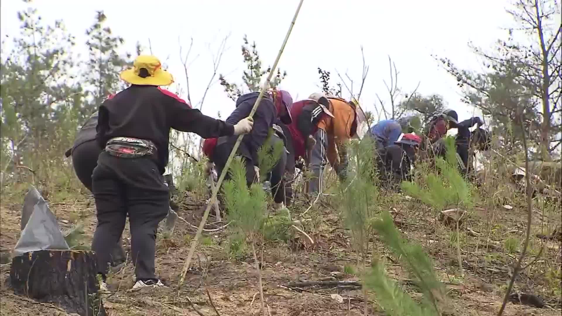 피해 키운 소나무인데…또 소나무 심기?