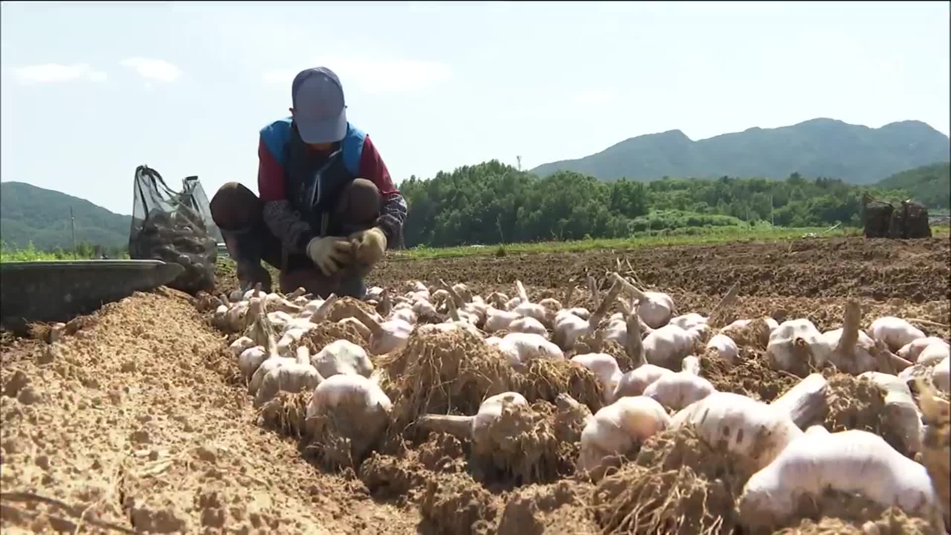 마늘·양파 일손 부족…농기계 보급 과제는?