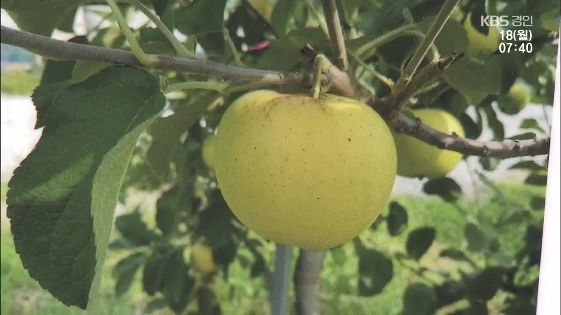 ‘노란 사과’로 기후변화 대응…군위 ‘골든볼’ 전문 생산