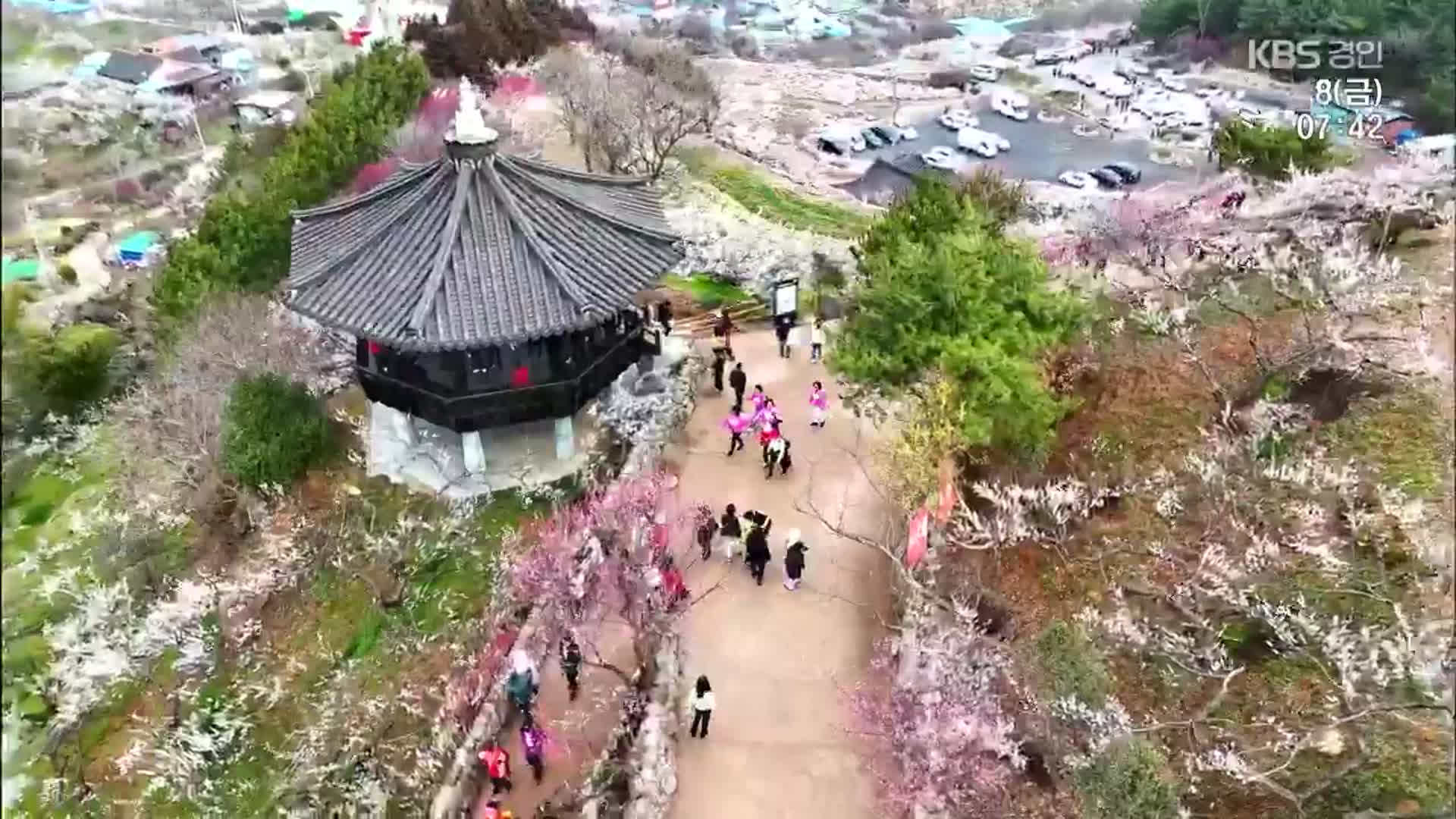 남녘은 벌써 꽃 잔치…광양 매화축제 개막