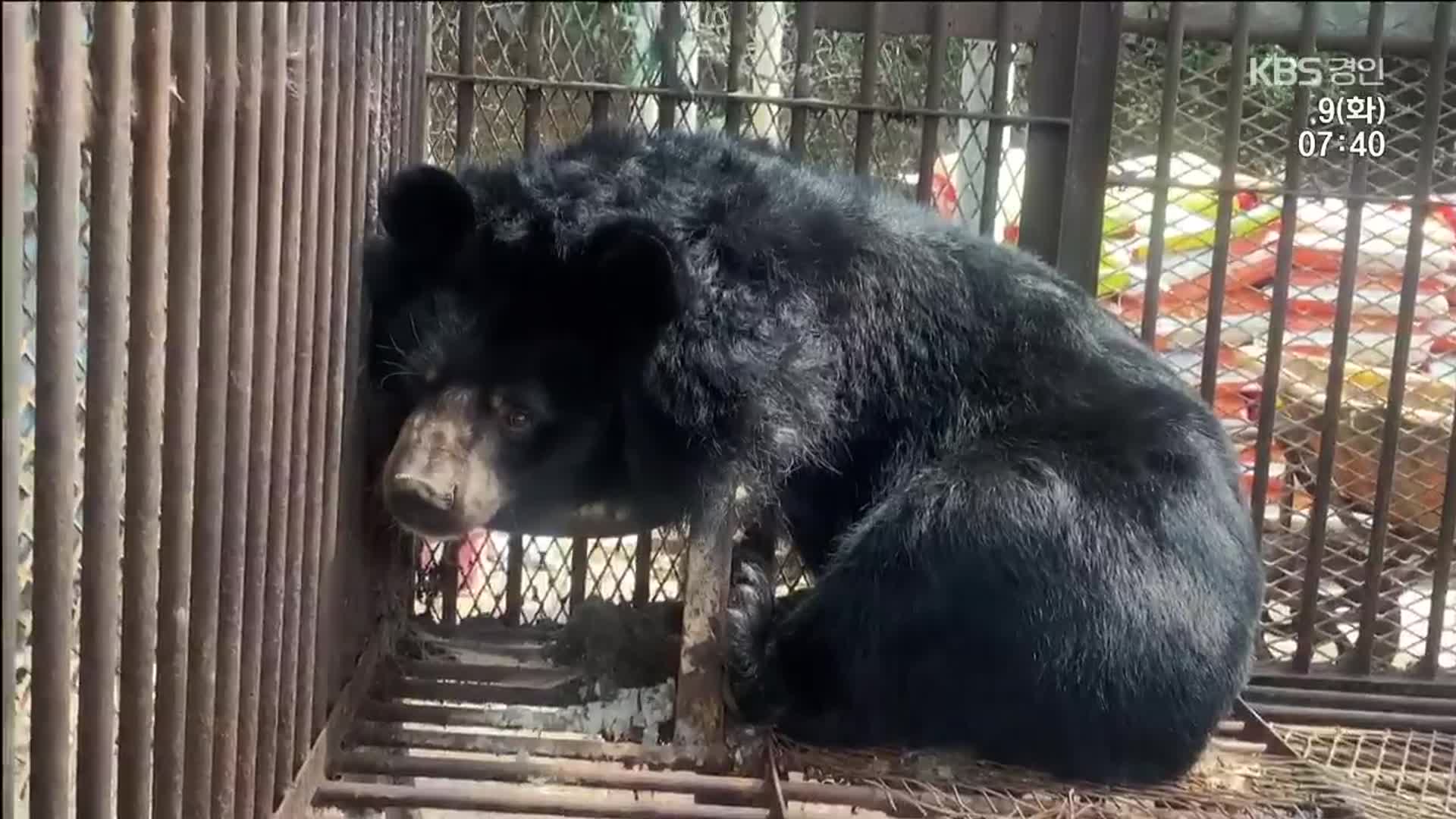 푸바오 열풍 뒤에…사육 곰 3백 마리 아직도 신음