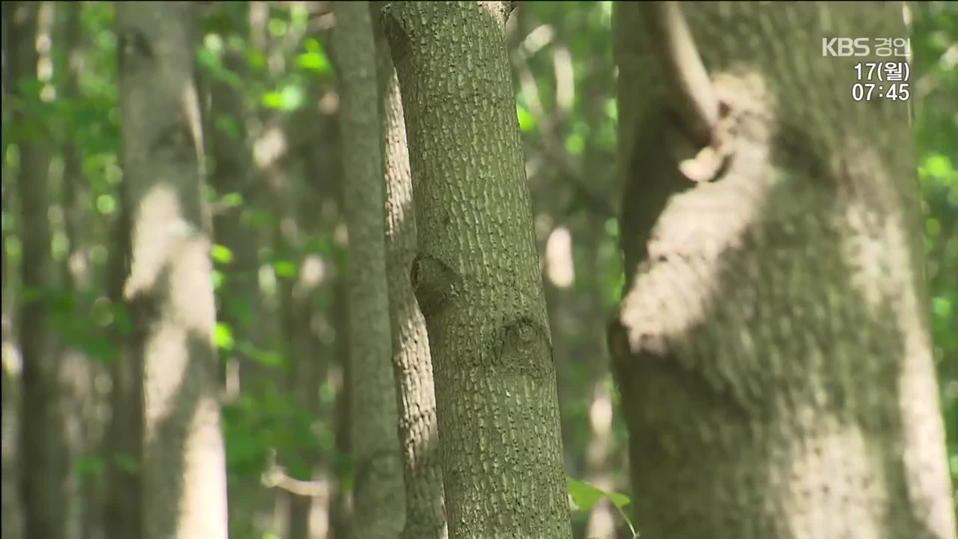 “꿀도 얻고 목재도 쓰고” 아까시 다음 나무는?