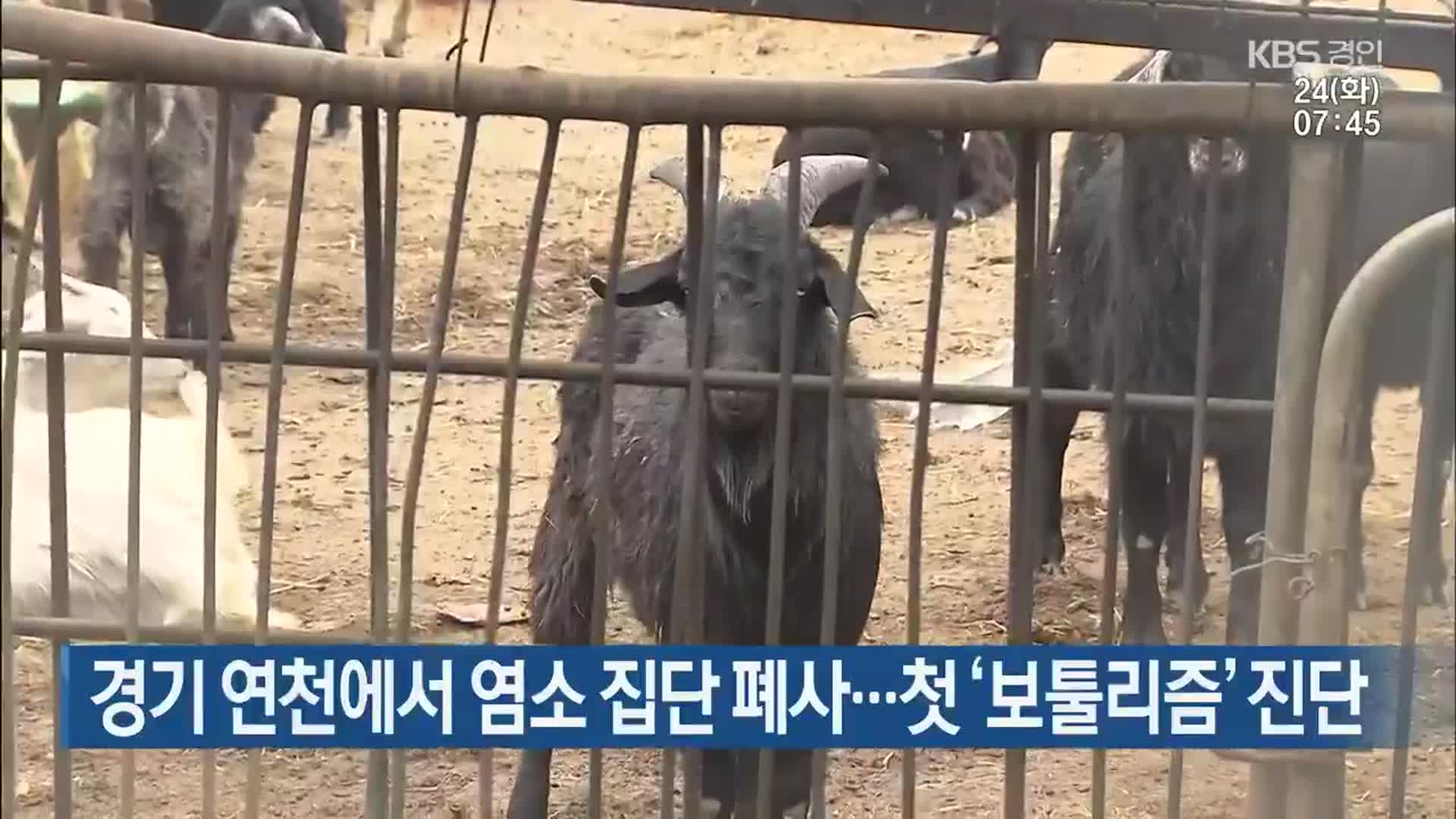 경기 연천에서 염소 집단 폐사…첫 ‘보툴리즘’ 진단