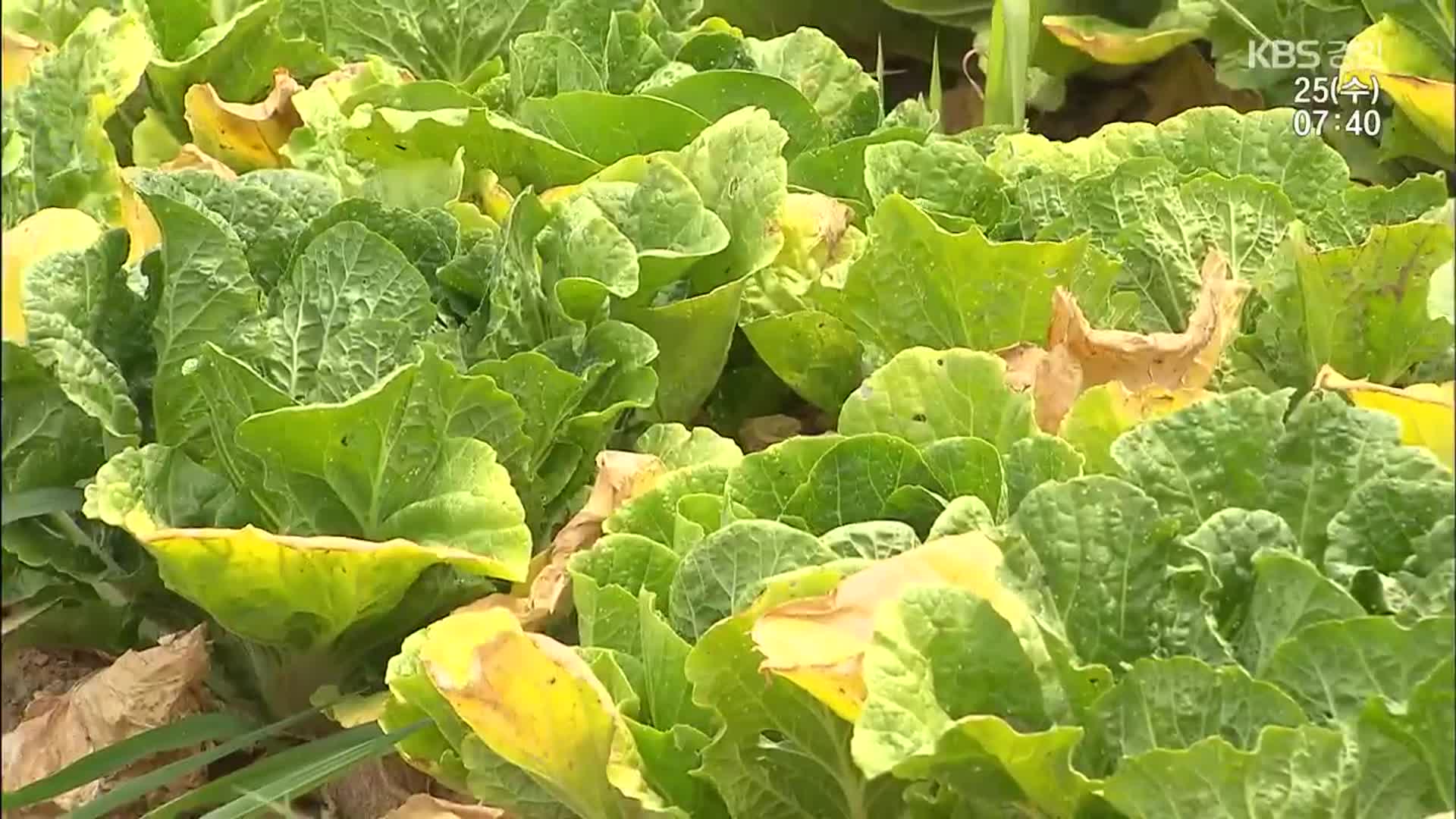 배춧값 고공행진 언제까지…“중국산 배추 정부 수입”